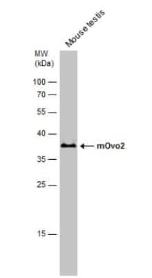 Western Blot: OVOL2 Antibody [NBP2-42907] - Mouse tissue extract (50 ug) was separated by 12% SDS-PAGE, and the membrane was blotted with OVOL2 antibody diluted at 1:500.