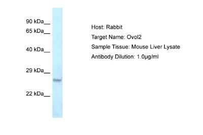 Western Blot: OVOL2 Antibody [NBP2-82296] - Host: Rabbit. Target Name: Ovol2. Sample Type: Mouse Liver lysates. Antibody Dilution: 1.0ug/ml