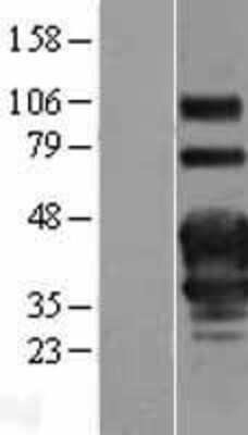 Western Blot OX40/TNFRSF4 Overexpression Lysate