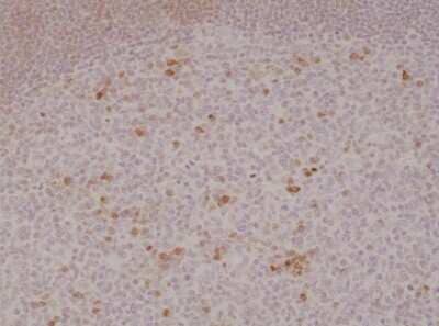 Immunohistochemistry-Paraffin: OX40/TNFRSF4 Antibody (RM313) [NBP2-61570] - Immunohistochemical staining of formalin fixed and paraffin embedded human tonsil tissue section using NBP2-61570.