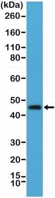 Western Blot: OX40/TNFRSF4 Antibody (RM313) [NBP2-61570] - Western Blot of human spleen tissue lysate using NBP2-61570.