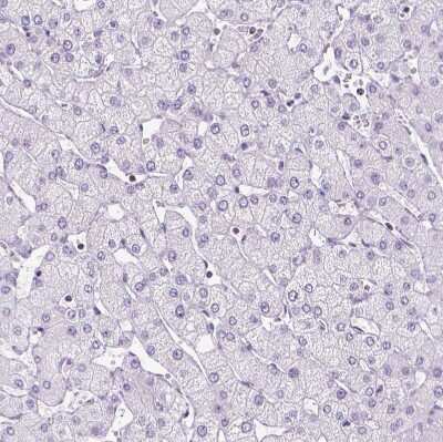 Immunohistochemistry-Paraffin OXCT1 Antibody - BSA Free