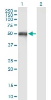 Western Blot: OXCT1 Antibody [H00005019-B01P] - Analysis of OXCT1 expression in transfected 293T cell line by OXCT1 polyclonal antibody.  Lane 1: OXCT1 transfected lysate(57.2 KDa). Lane 2: Non-transfected lysate.