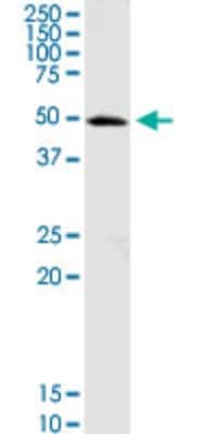 Western Blot OXCT1 Antibody - Azide and BSA Free