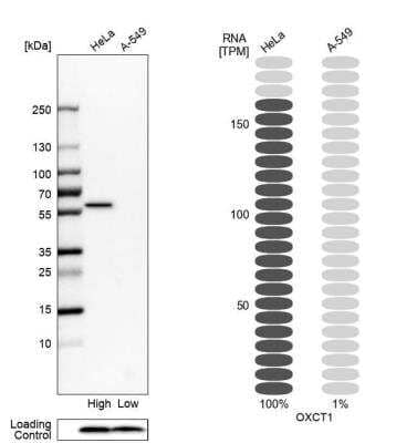 Western Blot: OXCT1 Antibody [NBP1-82462] - Analysis in human cell lines HeLa and A-549. Corresponding RNA-seq data are presented for the same cell lines. Loading control: Anti-COX4I1.