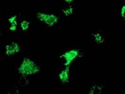 Immunocytochemistry/Immunofluorescence: OXNAD1 Antibody (1D1) [NBP2-00916] Staining of COS7 cells transiently transfected by pCMV6-ENTRY OXNAD1.