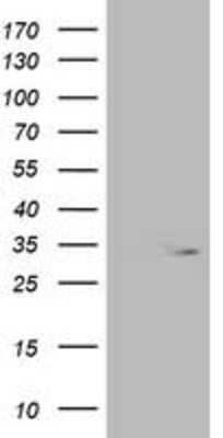 Western Blot: OXNAD1 Antibody (1D1) [NBP2-00916] - HEK293T cells were transfected with the pCMV6-ENTRY control (Left lane) or pCMV6-ENTRY OXNAD1 (Right lane) cDNA for 48 hrs and lysed. Equivalent amounts of cell lysates (5 ug per lane) were separated by SDS-PAGE and immunoblotted with anti-OXNAD1.