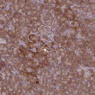 Immunohistochemistry-Paraffin: OXNAD1 Antibody [NBP2-32435] - Staining of human pancreas shows strong cytoplasmic positivity in exocrine glandular cells.