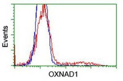 Flow Cytometry: OXNAD1 Antibody (OTI1D1) - Azide and BSA Free [NBP2-73175] - HEK293T cells transfected with either overexpression plasmid (Red) or empty vector control plasmid (Blue) were immunostaining by anti-OXNAD1 antibody, and then analyzed by flow cytometry.