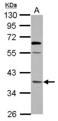Western Blot: OXNAD1 Antibody [NBP2-15059] - Sample (30 ug of whole cell lysate) A: U87-MG 10% SDS PAGE; antibody diluted at 1:1000.
