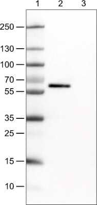 <b>Orthogonal Strategies Validation. </b>Western Blot: Occludin Antibody (CL1555) [NBP2-52971] - Lane 1: Marker [kDa], Lane 2: Negative control (vector only transfected HEK293T lysate), Lane 3: OCLN Over-expression Lysate (Co-expressed with a C-terminal myc-DDK tag (~3.1 kDa) in mammalian HEK293T cells)