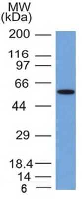 Western Blot: Occludin Antibody (OCLN/2181) - Azide and BSA Free [NBP3-08879] - Western Blot Analysis of MCF-7 cell lysate with Occludin Mouse Monoclonal Antibody (OCLN/2181).
