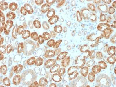 Immunohistochemistry-Paraffin: Occludin Antibody (OCLN/2183) [NBP3-08880] - Formalin-fixed, paraffin-embedded human Kidney stained with Occludin Mouse Monoclonal Antibody (OCLN/2183).