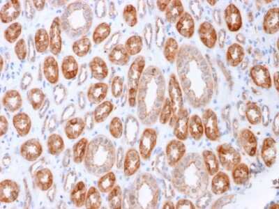 Immunohistochemistry-Paraffin: Occludin Antibody (OCLN/2183) [NBP3-08880] - Formalin-fixed, paraffin-embedded human Kidney stained with Occludin Mouse Monoclonal Antibody (OCLN/2183).