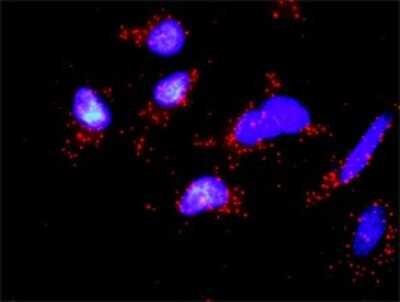 Proximity Ligation Assay: Occludin Antibody [H00004950-D01P] - Analysis of protein-protein interactions between OCLN and CSNK1E. HeLa cells were stained with anti-OCLN rabbit purified polyclonal 1:1200 and anti-CSNK1E mouse monoclonal antibody 1:50. Each red dot represents the detection of protein-protein interaction complex, and nuclei were counterstained with DAPI (blue).