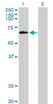 Western Blot: Occludin Antibody [H00004950-D01P] - Analysis of OCLN expression in transfected 293T cell line by OCLN polyclonal antibody.Lane 1: OCLN transfected lysate(59.10 KDa).Lane 2: Non-transfected lysate.