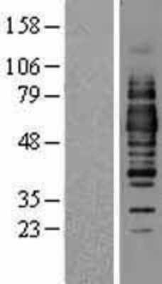 Western Blot Occludin Overexpression Lysate