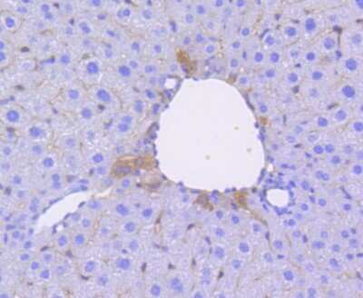 Immunohistochemistry-Paraffin: Oct-3/4 Antibody (SD0750) [NBP2-67748] - Analysis of paraffin-embedded mouse liver tissue using anti-Oct4 antibody. Counter stained with hematoxylin.