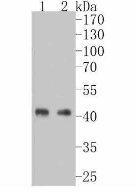 Western Blot: Oct-3/4 Antibody (SD0750) [NBP2-67748] - Analysis of Oct4 on different lysates. Proteins were transferred to a PVDF membrane and blocked with 5% BSA in PBS for 1 hour at room temperature. The primary antibody (1/500) was used in 5% BSA at room temperature for 2 hours. Goat Anti-Rabbit IgG - HRP Secondary Antibody at 1:5,000 dilution was used for 1 hour at room temperature. Positive control: Lane 1: F9 cell lysateLane 2: HES cell lysate