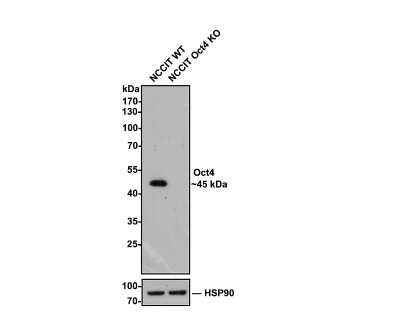 Western Blot: Oct-3/4 Antibody (SD0750) [NBP2-67748] - Analysis of Oct-3/4 on different lysates with Rabbit anti-Oct-3/4 antibody at 1/500 dilution. Lane 1: HES cell lysate Lane 2: NCCIT cell lysate Lysates/proteins at 10 ug/Lane. Predicted band size: 39 kDa Observed band size: 45 kDa Exposure time: 1 minute; 10% SDS-PAGE gel. Proteins were transferred to a PVDF membrane and blocked with 5% NFDM/TBST for 1 hour at room temperature. The primary antibody at 1/500 dilution was used in 5% NFDM/TBST at room temperature for 2 hours. Goat Anti-Rabbit IgG - HRP Secondary Antibody at 1:300,000 dilution was used for 1 hour at room temperature.