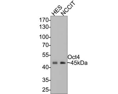 Western Blot: Oct-3/4 Antibody (SD0750) [NBP2-67748] - Analysis of Oct-3/4 on F9 cell lysates with Rabbit anti-Oct-3/4 antibody at 1/1,000 dilution. Lysates/proteins at 10 ug/Lane. Predicted band size: 39 kDa Observed band size: 45 kDa Exposure time: 2 minutes; 12% SDS-PAGE gel. Proteins were transferred to a PVDF membrane and blocked with 5% NFDM/TBST for 1 hour at room temperature. The primary antibody at 1/1,000 dilution was used in 5% NFDM/TBST at room temperature for 2 hours. Goat Anti-Rabbit IgG - HRP Secondary Antibody at 1:300,000 dilution was used for 1 hour at room temperature.