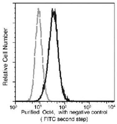 Flow Cytometry: Oct-4A Antibody (03) [NBP3-12775] - Analysis of Oct4 in human embryonic stem (ES) cells. Human embryonic stem (ES) cells were fixed and permeabilized with BD Cytofix/Cytoperm™ Fixation/Permeabilization buffer and stained with Purified Mouse anti-Oct4 monoclonal antibody, then a FITC-conjugated second step antibody. The fluorescence histograms were derived from gated events with the forward and side light-scatter characteristics of intact cells.