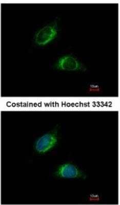 Immunocytochemistry/Immunofluorescence: Olfactomedin-1/Noelin-1 Antibody [NBP1-31163] -  Analysis of methanol-fixed HeLa, using antibody at 1:500 dilution.