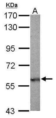 Western Blot: Olfactomedin-1/Noelin-1 Antibody [NBP1-31163] - Sample (50 ug of whole cell lysate) A: Mouse brain 7. 5% SDS PAGE; antibody diluted at 1:1000.