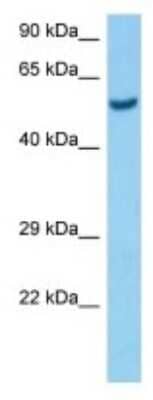 Western Blot: Olfactomedin-2/Noelin-2 Antibody [NBP3-10146] - Western blot analysis of Olfactomedin-2/Noelin-2 in Mouse Pancreas lysates. Antibody dilution at 1ug/ml