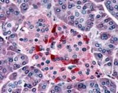 Immunohistochemistry-Paraffin: Olfactory Receptor OR2A4 Antibody [NLS3900] - Analysis of anti-OR2A4 antibody with human pancreas, Islet of Langerhans at dilution 16 ug/ml.