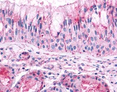 Immunohistochemistry-Paraffin: Olfactory Receptor OR2A4 Antibody [NLS3901] - Analysis of anti-OR2A4 antibody with human nasal mucosa, respiratory epithelium.