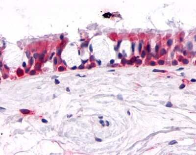 Immunohistochemistry-Paraffin: Olfactory Receptor OR2A4 Antibody [NLS3903] - Analysis of anti-OR2A4 antibody with human nasal mucosa, respiratory epithelium.