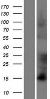 Western Blot: FAM83D Overexpression Lysate [NBP2-06164] - Left-Empty vector transfected control cell lysate (HEK293 cell lysate); Right -Over-expression Lysate for Olfactory Receptor FAM83D.