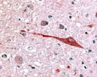 Immunohistochemistry-Paraffin: Olfactory Receptor OR6N1 Antibody [NLS3227] - Analysis of anti-OR6N1 antibody with brain, neurons and glia at 3 ug/ ml.