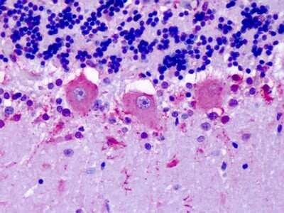 Immunohistochemistry-Paraffin: Olfactory Receptor OR6N1 Antibody [NLS3228] - Analysis of anti-OR6N1 antibody with human brain, cerebellum, Purkinje neurons at concentration 6-14 ug/ml.
