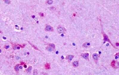 Immunohistochemistry-Paraffin: Olfactory Receptor OR6N1 Antibody [NLS3228] - Anti-OR6N1 antibody IHC of human brain, cortex, neurons. Immunohistochemistry of formalin-fixed, paraffin-embedded tissue after heat-induced antigen retrieval. Antibody concentration 6-14 ug/ml.