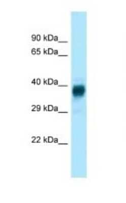 Western Blot: Olfr329-ps Antibody [NBP1-98267] - Titration: 1.0 ug/ml Positive Control: Mouse Thymus.