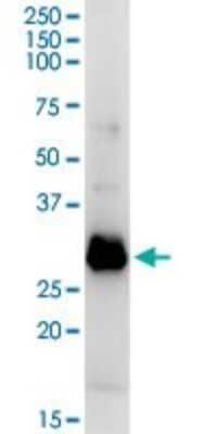 Western Blot: Olig1 Antibody [H00116448-D01P] - Analysis of OLIG1 expression in Raw 264.7.