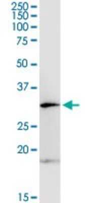 Western Blot: Olig1 Antibody [H00116448-D01P] - Analysis of OLIG1 expression in mouse spleen.