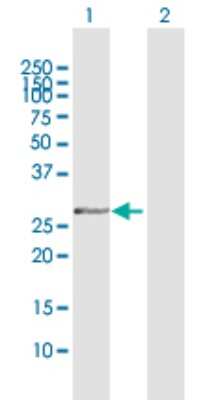 Western Blot: Olig1 Antibody [H00116448-D01P] - Analysis of OLIG1 expression in transfected 293T cell line by OLIG1 polyclonal antibody.Lane 1: OLIG1 transfected lysate(26.20 KDa).Lane 2: Non-transfected lysate.