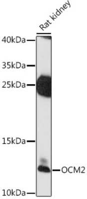 Western Blot Oncomodulin/OCM2 Antibody - Azide and BSA Free