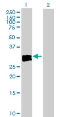 Western Blot: Oncostatin M/OSM Antibody [H00005008-D01] - Analysis of OSM expression in transfected 293T cell line by OSM polyclonal antibody.Lane 1: OSM transfected lysate(28.50 KDa).Lane 2: Non-transfected lysate.