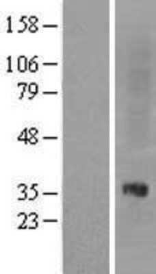 Western Blot: Oprl1 Overexpression Lysate (Adult Normal) [NBL1-13945] Left-Empty vector transfected control cell lysate (HEK293 cell lysate); Right -Over-expression Lysate for Oprl1.