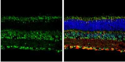 Immunohistochemistry-Frozen: Opsin 3 Antibody [NBP2-19629] - Frozen sectioned adult mouse retina. Green: Opsin 3 protein stained by Opsin 3 antibody [N1], N-term diluted at 1:250. Red: beta Tubulin 3/ TUJ1, stained by beta Tubulin 3/ TUJ1 antibody [11710] (NBP2-43559) diluted at 1:250. Blue: Fluoroshield with DAPI. 