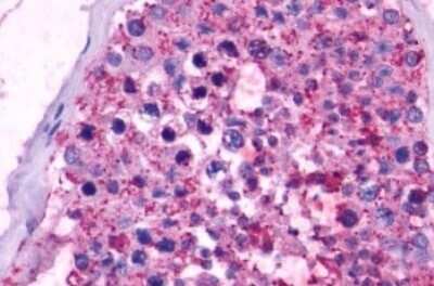 Immunohistochemistry-Paraffin: Opsin 5 Antibody [NLS2146] - Anti-OPN5 antibody IHC of human testis. Immunohistochemistry of formalin-fixed, paraffin-embedded tissue after heat-induced antigen retrieval.