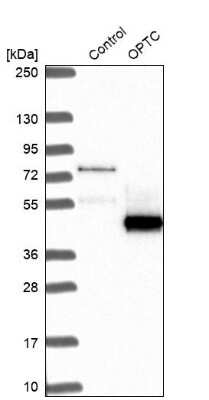 Western Blot: Opticin Antibody [NBP2-55115] - Analysis in control (vector only transfected HEK293T lysate) and OPTC over-expression lysate (Co-expressed with a C-terminal myc-DDK tag (3.1 kDa) in mammalian HEK293T cells).