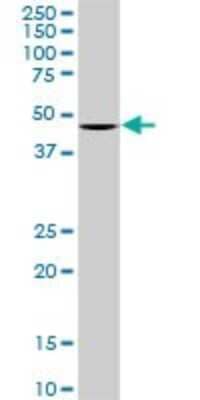 Western Blot: Optimedin Antibody (3A2) [H00118427-M06] - Analysis of OLFM3 expression in Raw 264.7 (Cat # L024V1).