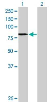 Western Blot: Optineurin Antibody [H00010133-D01P] - Analysis of OPTN expression in transfected 293T cell line by OPTN polyclonal antibody.Lane 1: OPTN transfected lysate(65.90 KDa).Lane 2: Non-transfected lysate.