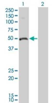 Western Blot: Ornithine Decarboxylase Antibody (2G5) [H00004953-M01] - Analysis of ODC1 expression in transfected 293T cell line by ODC1 monoclonal antibody (M01), clone 2G5.Lane 1: ODC1 transfected lysate(51.148 KDa).Lane 2: Non-transfected lysate.