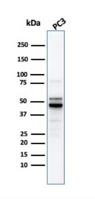 Western Blot: Ornithine Decarboxylase Antibody (ODC1/2878R) - Azide and BSA Free [NBP3-08791] - Western Blot Analysis of PC3 cell lysate using Ornithine Decarboxylase Rabbit Recombinant Monoclonal Antibody (Ornithine Decarboxylase/2878R).